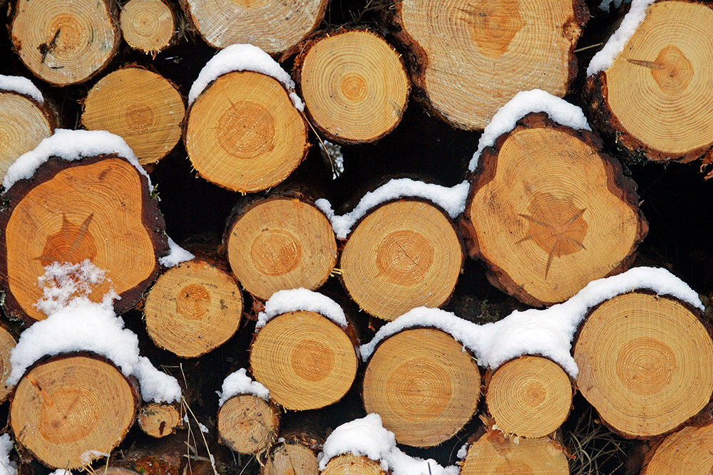 Holz Wald Kiefer Faustmann Möbelmanufaktur